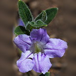 Ruellia cordata